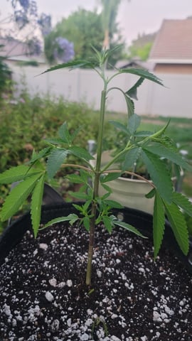 Poison Rainbows — vegetative, day 77