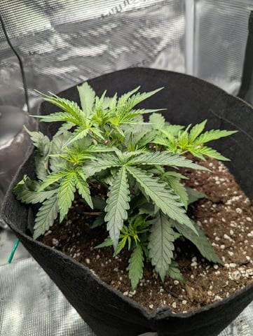 Pineapple Express  — vegetative, day 22