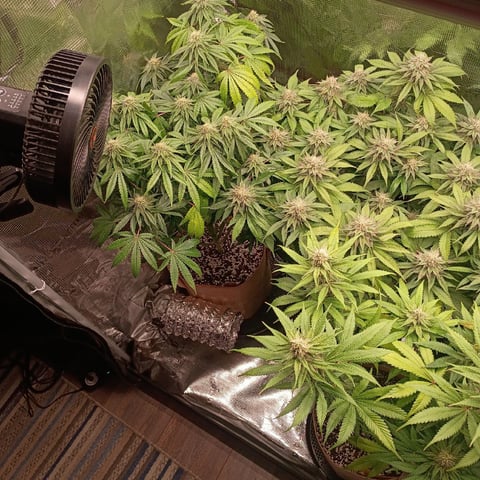 TentPlantLightFan — flower, day 109