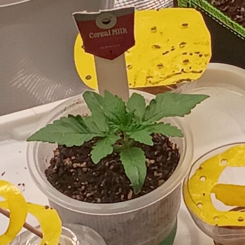 TentPlantLightFan — vegetative, day 44