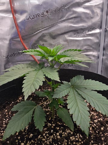 Northern lights #10 2nd plant (Selkies) — vegetative, day 20