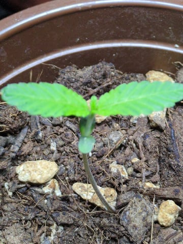 Audrey III — seedling_rooting, day 5