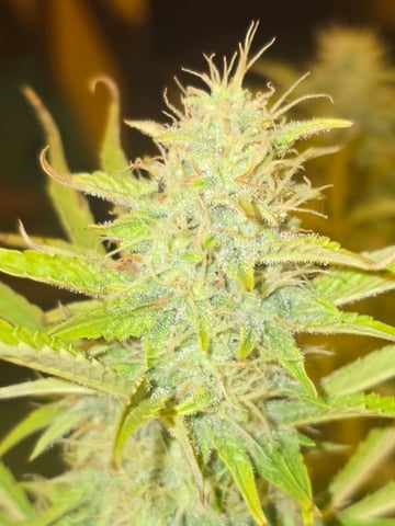 2nd Autoflower Indoor Grow — flower, day 66