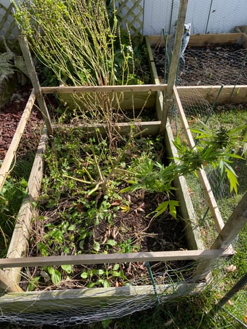 queen of soul X cap junky  — harvest, day 190