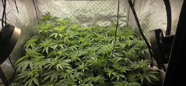 Maple Nectar  — flower, day 52