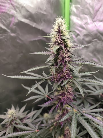 Indoor 1 — flower, day 46