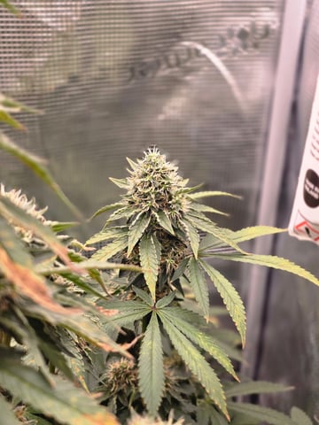 Northern lights #10 2nd plant (Selkies) — flower, day 85