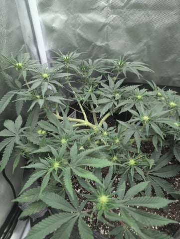 memphisto 3 bears OG, ethos high note r1 — flower, day 55