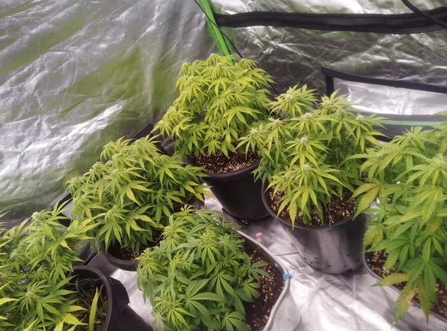 New run using General Hydroponics  — flower, day 1