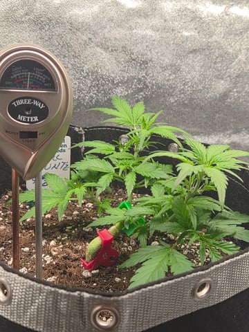 I'll get it right — vegetative, day 42