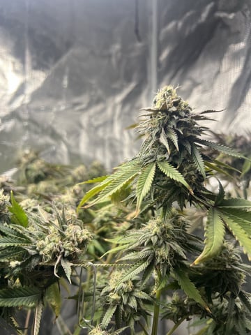 New LADIEZZ — flower, day 126