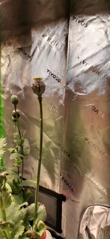 blueberry funk — flower, day 200