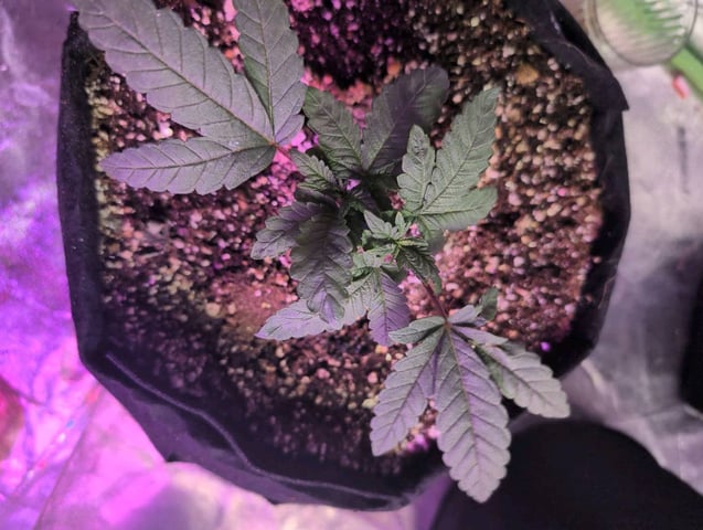 2025-26 — vegetative, day 13