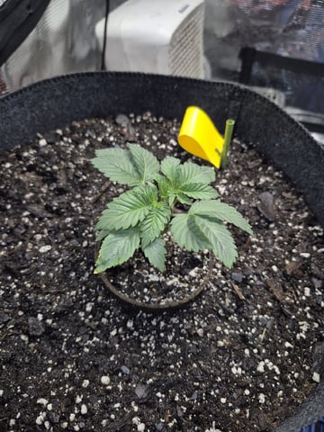Grow 1 2026 Dream Widow — vegetative, day 21