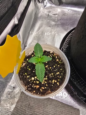 Northern lights #10 2nd plant (Selkies) — seedling_rooting, day 9