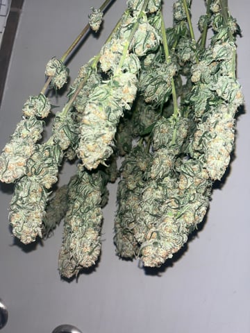 Blue Dream Photos — flower, day 104