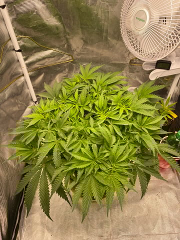 blackberry marshmallows  — vegetative, day 54