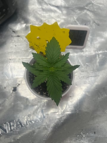 2nd Run — vegetative, day 14