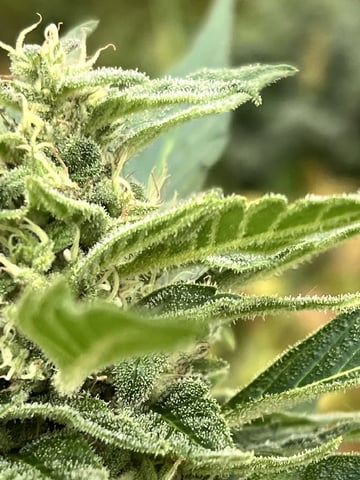 Banjo (Adam’s Plant) — flower, day 87