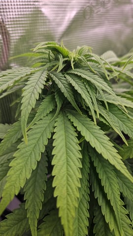 Double Trouble  — flower, day 59