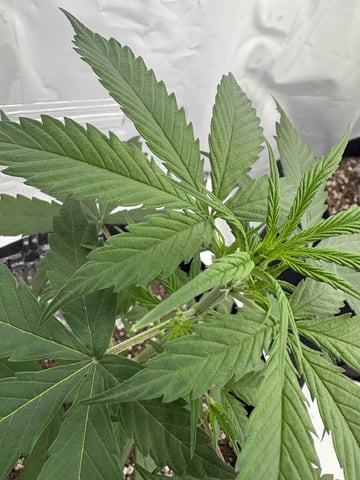 My First Grow — vegetative, day 32