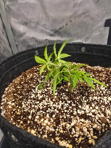 cherry pie auto — vegetative, day 43