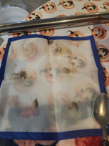 1st grow Dr. Nefario — harvest, day 137