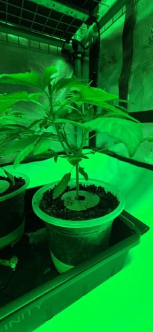 Girl Scout Cookies  — vegetative, day 39