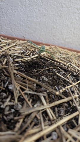 Summer Grow  — seedling_rooting, day 6