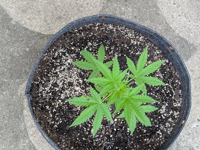Gorilla Cookies Auto — vegetative, day 27