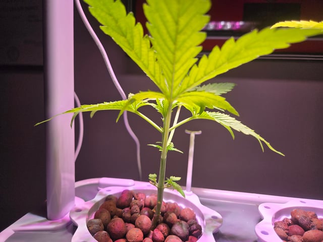 1st Grow — vegetative, day 19
