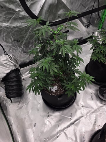 Summer 2026 Grow — flower, day 11