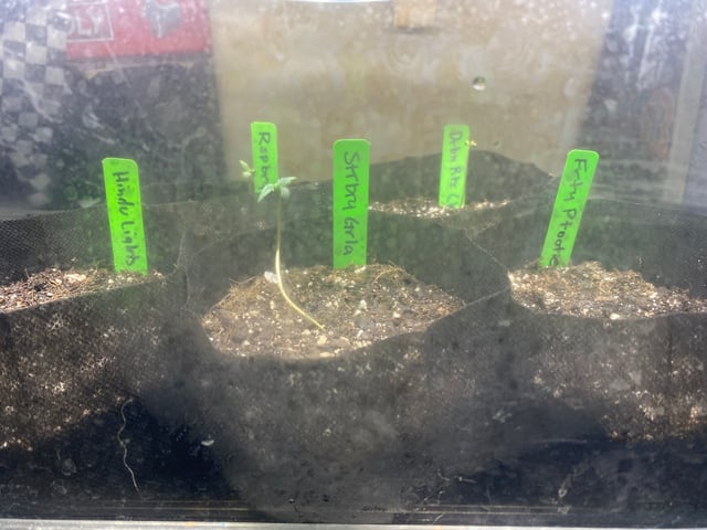 Auto Run #1 2025-2026 — seedling_rooting, day 8