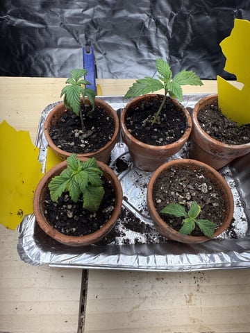 Grow #2 — seedling_rooting, day 19