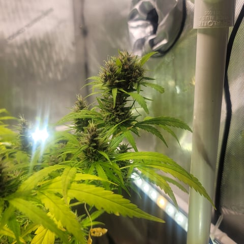 Poison Rainbows — flower, day 146