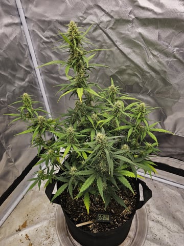 Blue Dream — flower, day 55