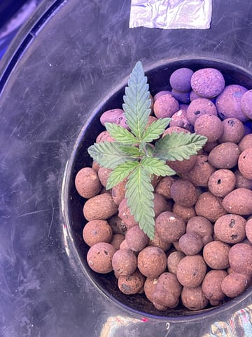 1st Ever Grow (Fat Bastard)(RDWC)  — seedling_rooting, day 18