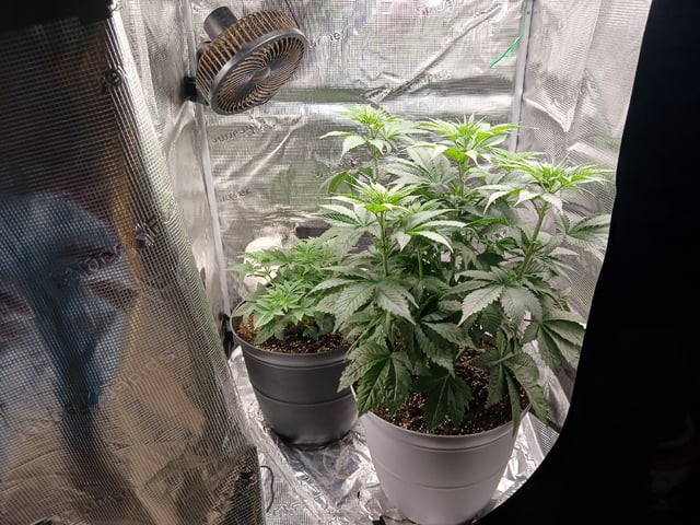 Gorilla Sherbert Feminized From Blimburn Seeds  — flower, day 34