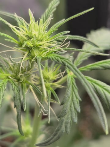 Sundae Driver — vegetative, day 55