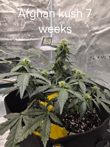 1st grow — flower, day 40