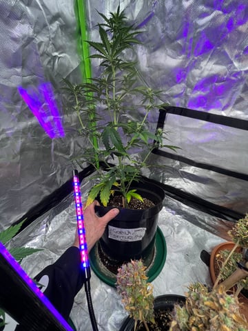 3autos and 2 fem  — flower, day 57