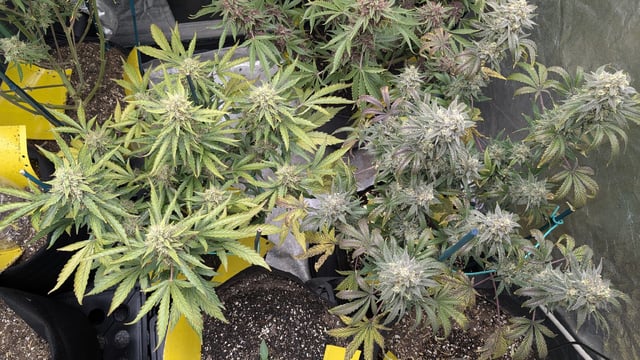 Mixed Grow — flower, day 111