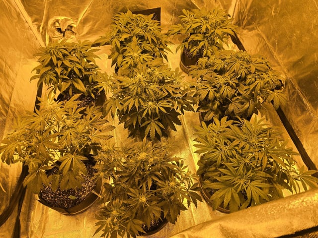 Autos AGAIN — vegetative, day 43