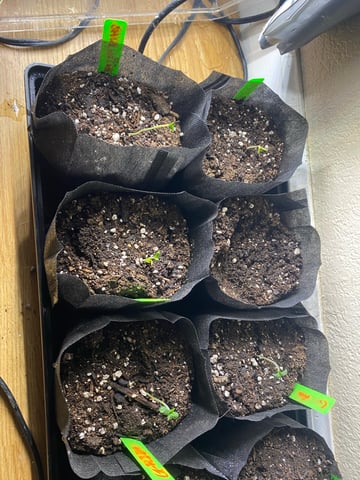Solfire Gardens Grow — germination, day 7
