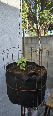 CzechsMex 2.0 — vegetative, day 43