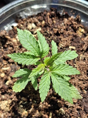 My First Grow — vegetative, day 35
