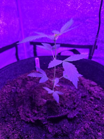1st Ever Grow