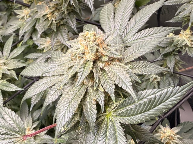 boom420 — flower, day 81