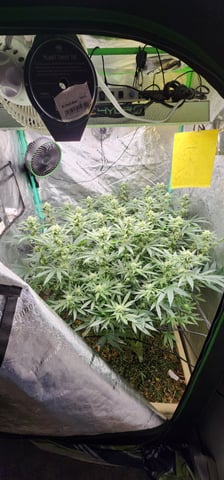 10G's — flower, day 74