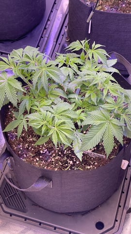 1st Ever Grow (GodFather OG) (Coco) — vegetative, day 37